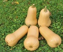 Butternut Early Nutter F1 - 250 zaden flespompoenzaden