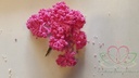 Fieldberries mei rood New Style/pak 144 Onmisbaar bij het maken van corsages