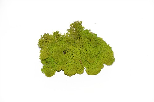 Rendiermos Ijslandsmos LenteGroen +/ 500 gram 