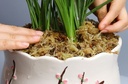 Veenmos Spaghnum 6L Gedroogd Sphagnum voor hydrocultuur, bloemschikken en stekjes opkweken