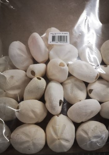 Zeeegel SEA URCHIN Dapaw Naturel WIT  ca. 20+5st Zeeegel gemiddeld 2-4 cm