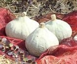 Kabocha Zilver Bell Pompoen 50 zaden