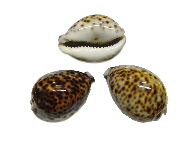 Cypraea Tigris Tijgerschelp ca. 8 cm per stuk