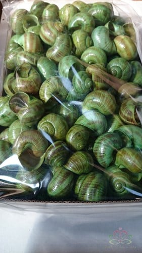 Landsnail small schelpen Appelgroen 250 gram