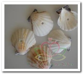 Pecten Vexillum White Geboorde Schelpen Hole 4 mm Per kilo