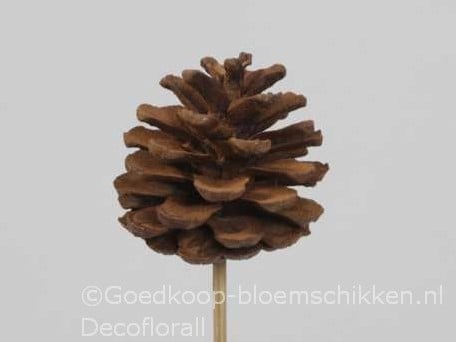 Dennenappels op draad/stick Grootverpakking Cinnamon doos ca. 600st Bulk