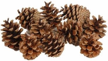 Dennenappel Oostenrijkers Bulk 10 kg