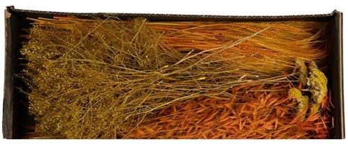 Droogbloempakket Dried flowers mix tray Orange 