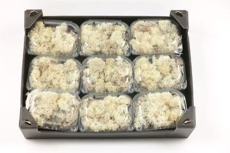 Rendiermos IJslandsmos Finlandsmos Naturel 50 gram kleinverpakking