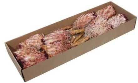 Protea Barbigera Medium Naturel Pink doos 10 stuks