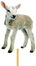 Bijsteker Lammetje foam 5.5x7 cm +12 cm stok per stuk