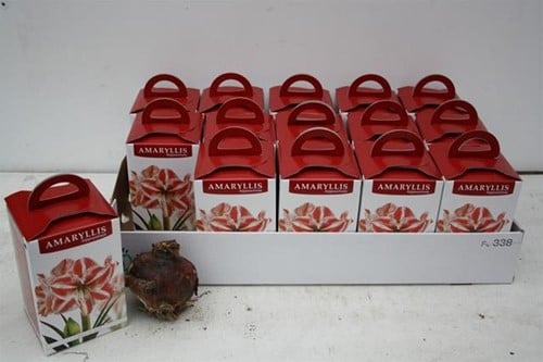 Bloembol Amaryllis Roze in Doos