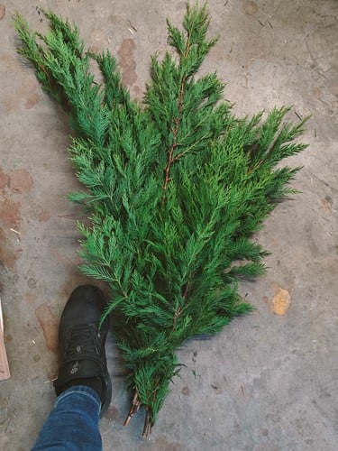 XL bundel conifeer groen vers