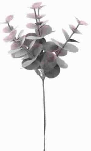 Eucalyptus Pick Burgundy 