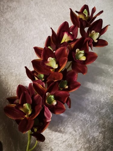 Orchidee Cymbidium Zijdenbloem Purple 96 cm per stuk