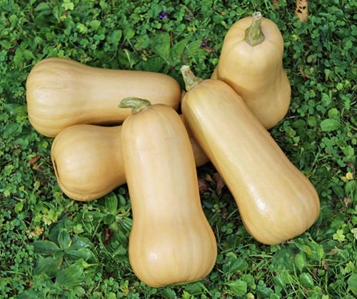 Butternut Early Nutter F1 flespompoen 250 zaden