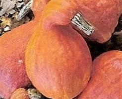 [A-001934] Boston Marrow 50 zaden