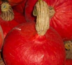 [A-002514] Red Kuri pompoen 50 zaden  