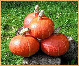 [A-018632] Zora F1 Hokkaido Eetpompoen basiseenheid zaden