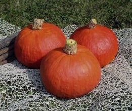 [A-018733] Rabea F1 Hokkaido pompoen basiseenheid zaden