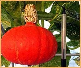 [A-023662-6] Shokichi Shiro Red F1 eetpompoen 1000 zaden