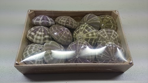 [A-011352] Zeeegel Sea Urchin Alfonso Naturel LET OP 10 stuks