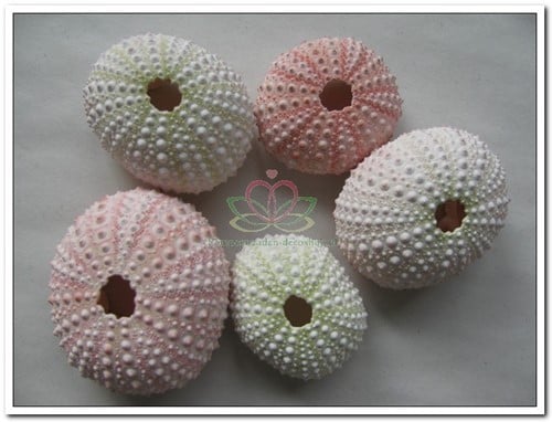 [A-013564] Zeeegel Naturel Sea Urchin Pink Roze 25 stuks