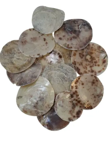 [A-018862] Placuna Rounds Schelpen 250 gram