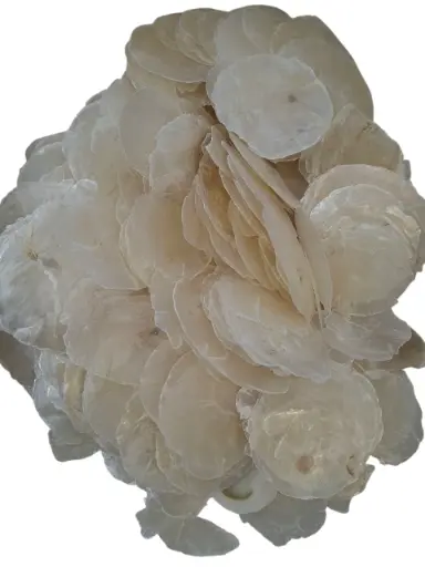 [A-022228] Capiz Camar schelpen 1 kilo