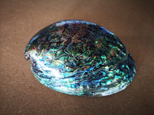[A-023379] Abalone schelp Gepolijst 13 cm per stuk