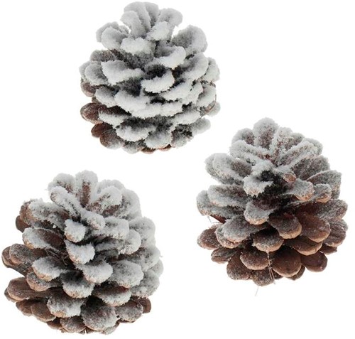 [A-012823] Oostenrijker dennenappel Pinus Nigra sneeuw 250 gr