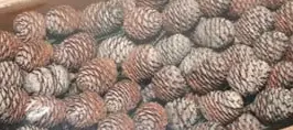 [A-016485] Leucadendron Murri Denneappel op draad zak ca. 100 stuks