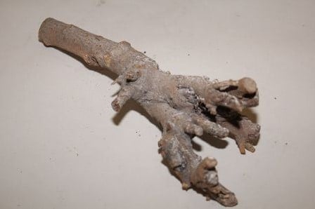 [A-016606] Kuwa Root stronk 25-30cm Greywash  
