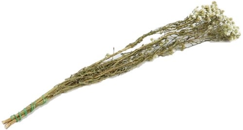 [A-019880] Ixodia tak droogbloem 70 cm per stuk
