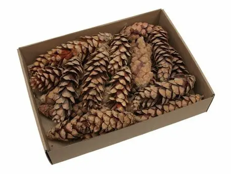 [A-023255] Strobus dennenappel op draad Naturel ca. 20 stuks