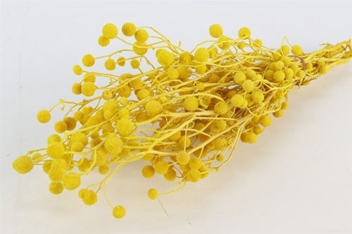 [A-024852] Sago Grass Geel in hoes ca. 100 gram