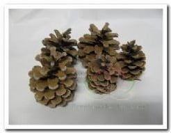 [A-027231] Dennenappels Oostenrijkers Blue Pine zak ca. 5 kg