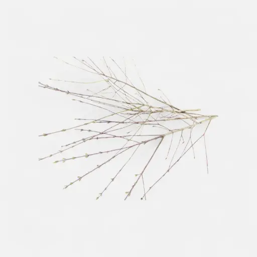 [A-027469] Takken Naturel ca. 5 stuks
