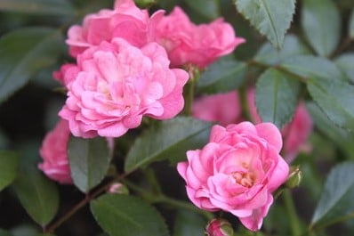 [A-015054] Geurolie Rozen voor melts kaarsen en zeep 20 ml