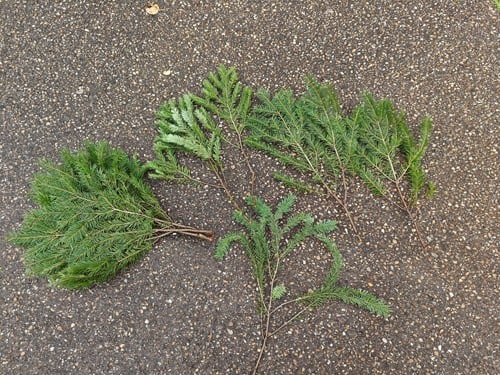 [A-012987] Nobilis DOUGLAS 55 cm Tak vers WinterGroen vers