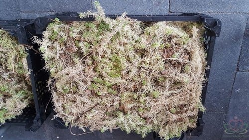 [A-013459] Spaghnum Sphagnum Kratje of zak voor hydrocultuur, bloemschikken en stekjes opkweken