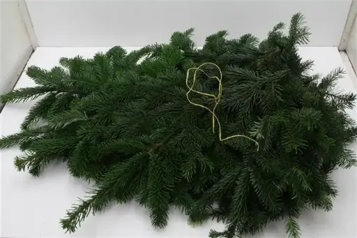 [A-023477] Nordman PAK ca. 5 kilo vers WinterGroen vers