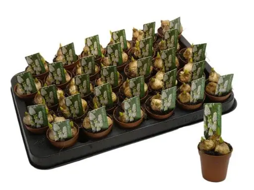[A-024062] Witte druifjes Muscari White Magic 3 bolletjes P 5