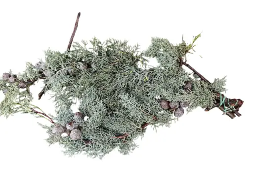 [A-025022] Cypres Cupresse Arizonica 500 gr 60 cm bos