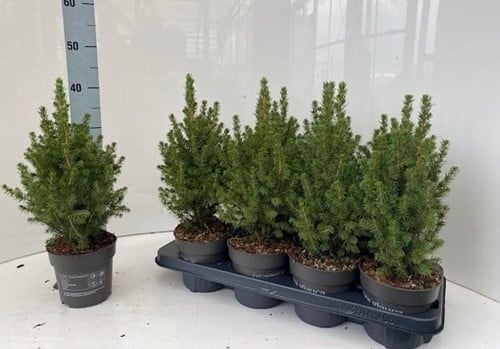 [A-025029] Kerstboompje Picea Glauca Conica P15 ca. 50-65 cm incl kluit