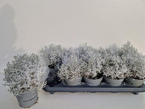 [A-025128] Leucophyta Challenge Grijs Brownii Calocephalus potje P10.5