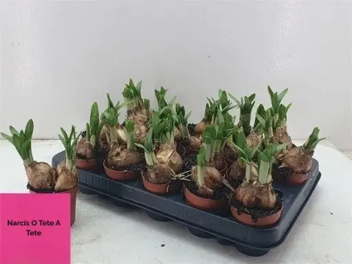 [A-025424] Narcis bolletjes P7 Tête-à-Tête Geel