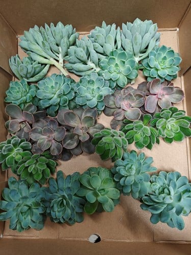 [A-025430] Echeveria vers wisselende samenstelling 4 stuks