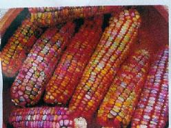 [A-000991] Zea Earth Tones Dent Corn siermaiszaden kleinverpakking