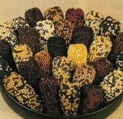 [A-018000] Zea Indian Berries siermaiszaden kleinverpakking